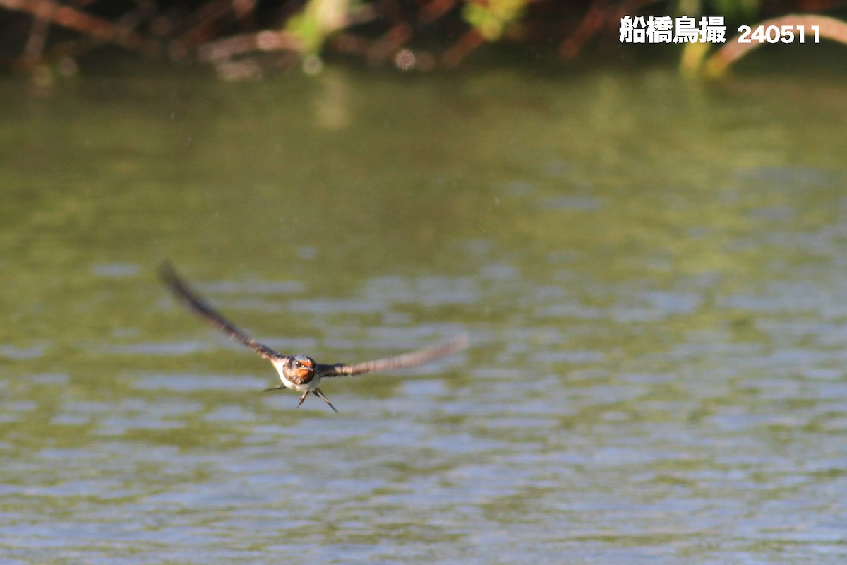 Barn Swallow - Funabashi Toridori