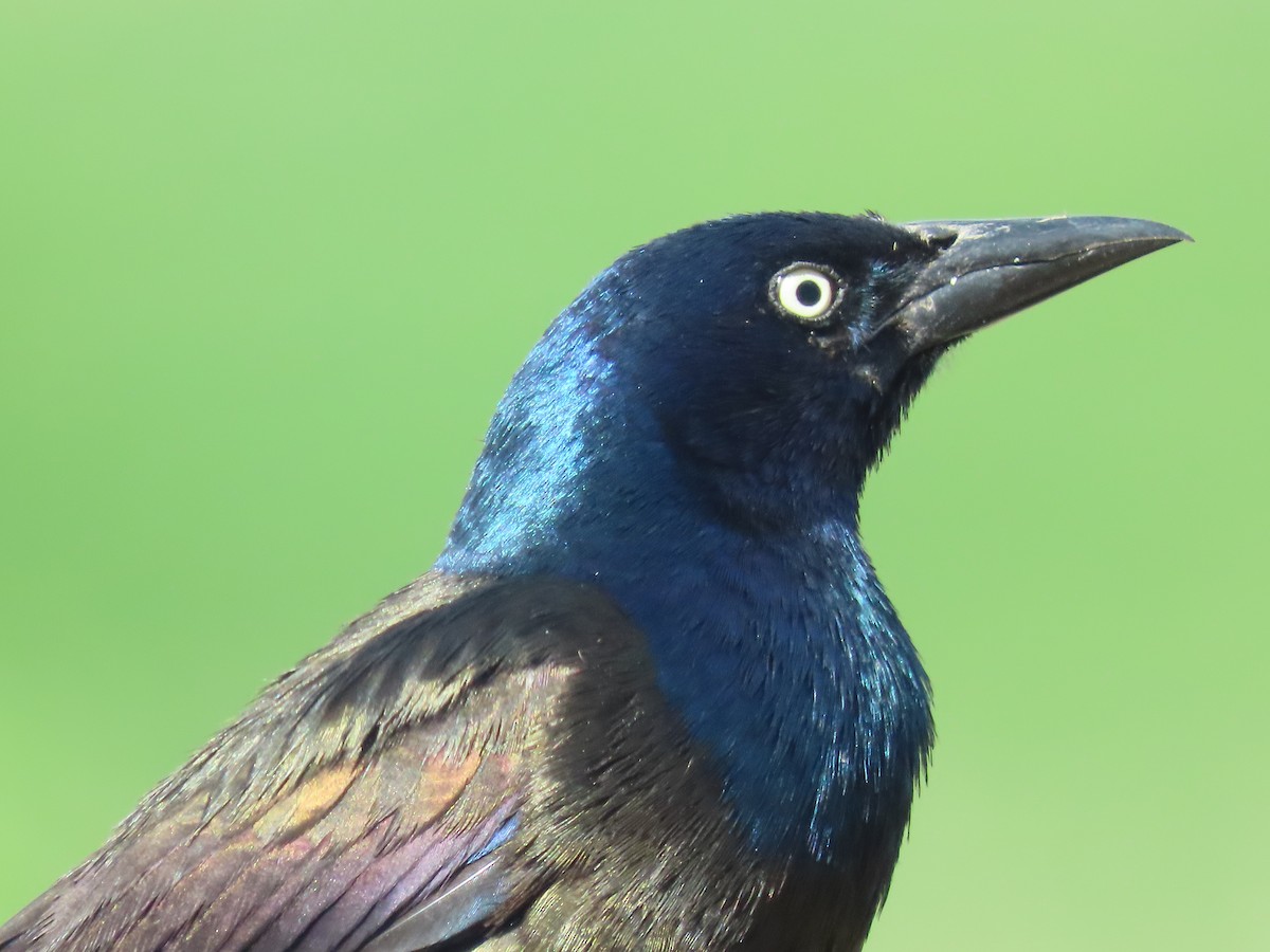 Common Grackle - Tom Curtis