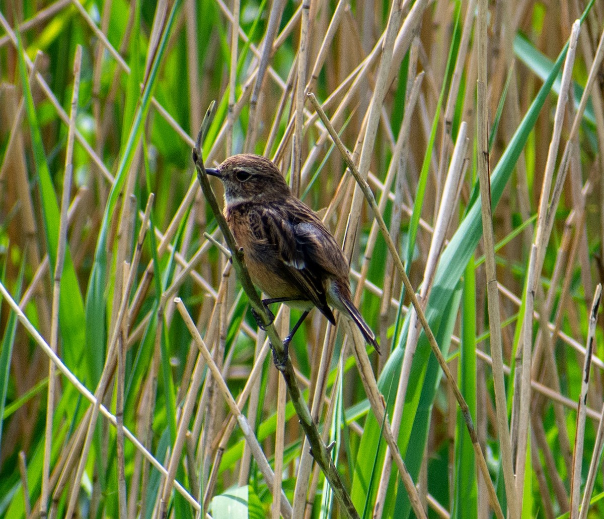 European Stonechat - Filip Camps