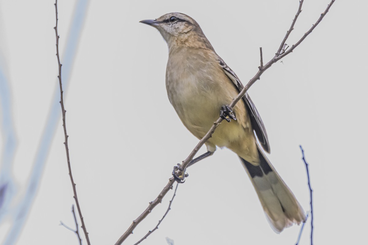 Chalk-browed Mockingbird - Amed Hernández