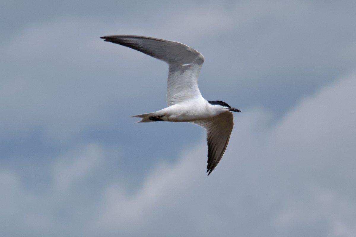 Gull-billed Tern - Bernardo Montoya