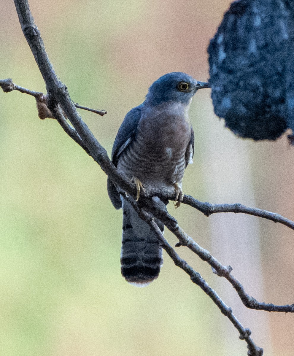 Common Hawk-Cuckoo - Jagdish Jatiya