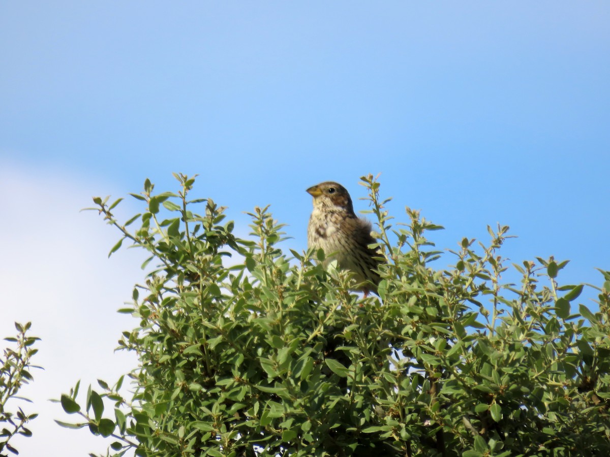 Corn Bunting - Francisco Javier Calvo lesmes