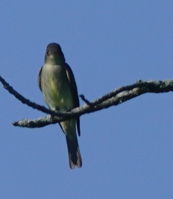 Eastern Wood-Pewee - ML619622688