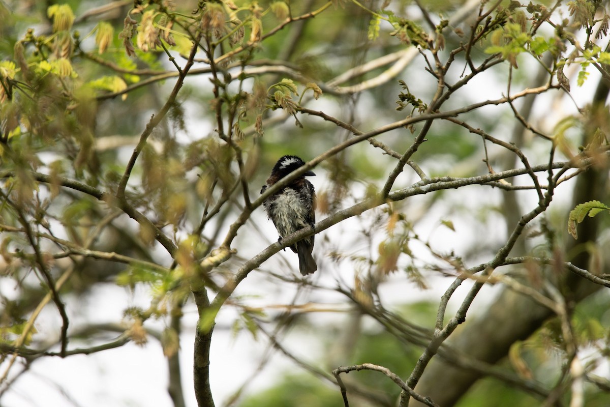 White-eared Barbet - ML619622695