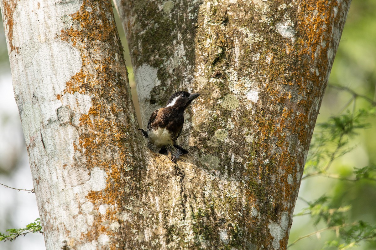 White-eared Barbet - ML619622696