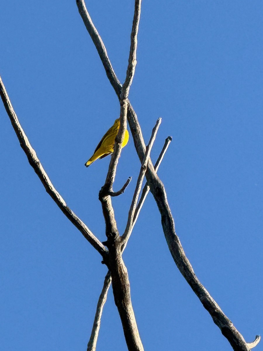 Yellow Warbler - Matt Fowler