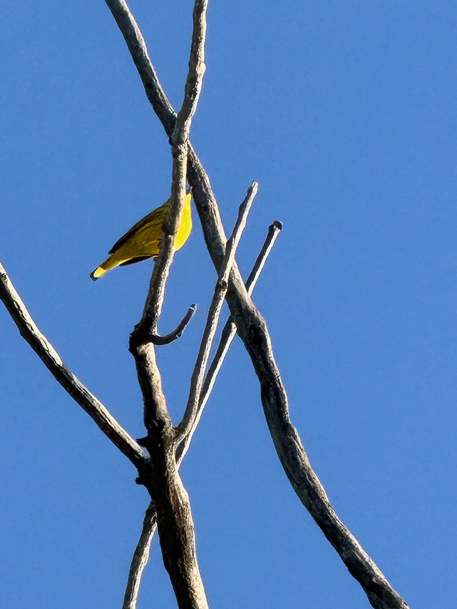 Yellow Warbler - Matt Fowler