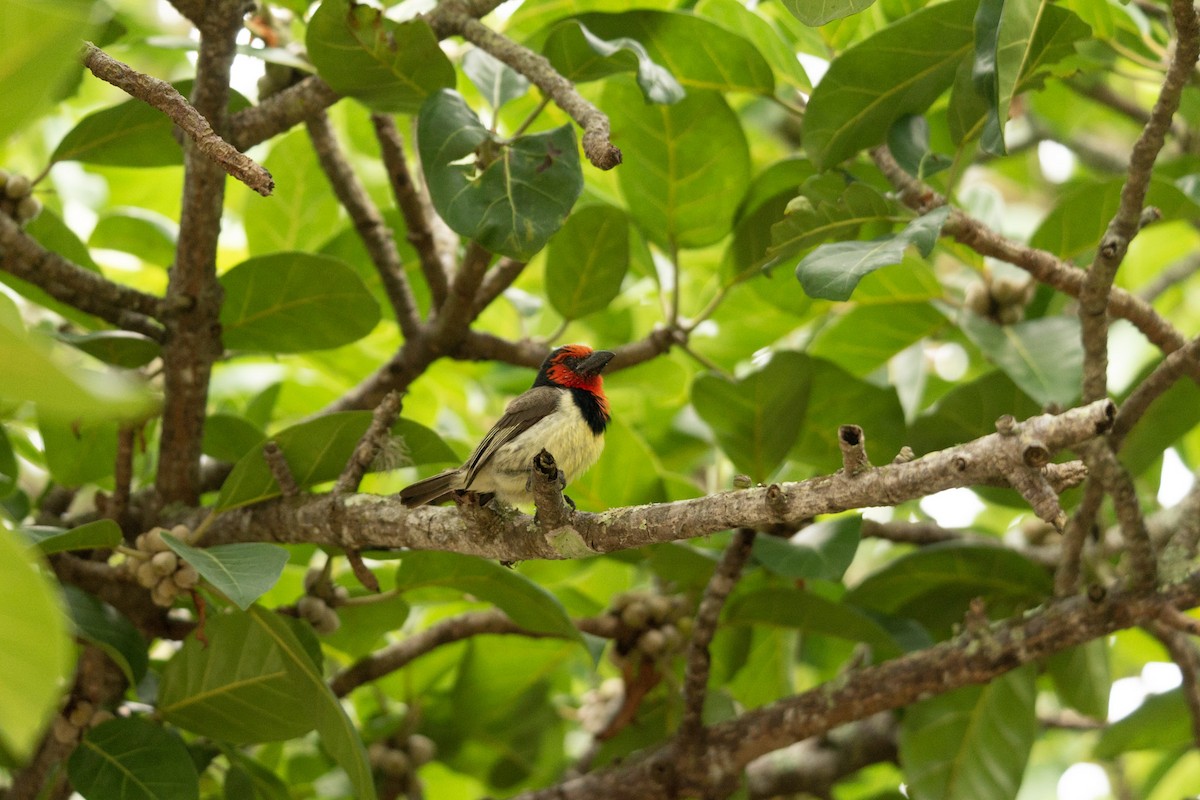 Black-collared Barbet - ML619622704