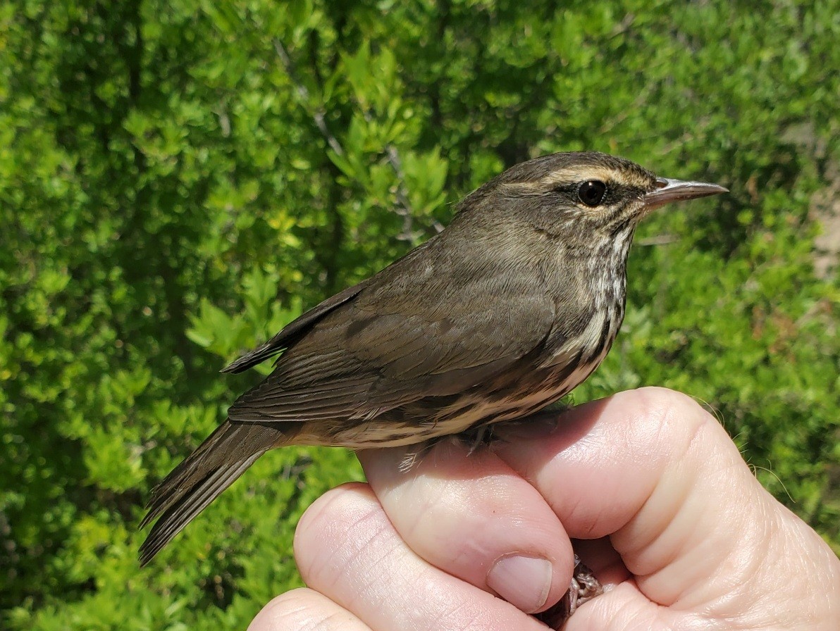 Northern Waterthrush - Nancy Cox