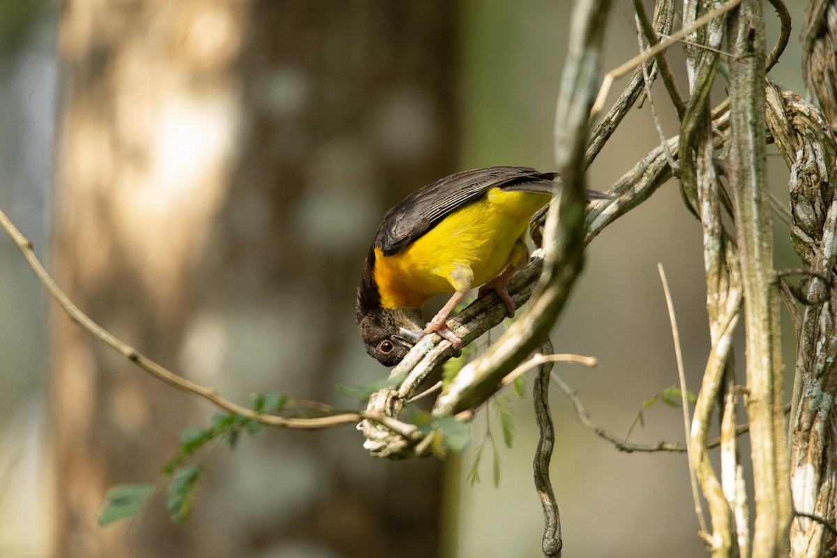 Forest Weaver - ML619622713