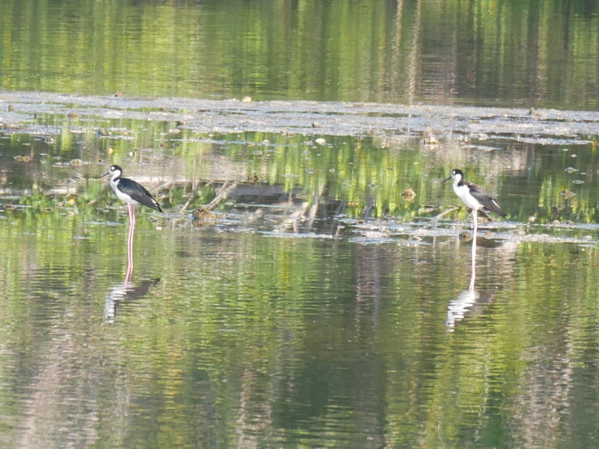 Black-necked Stilt - ML619622718