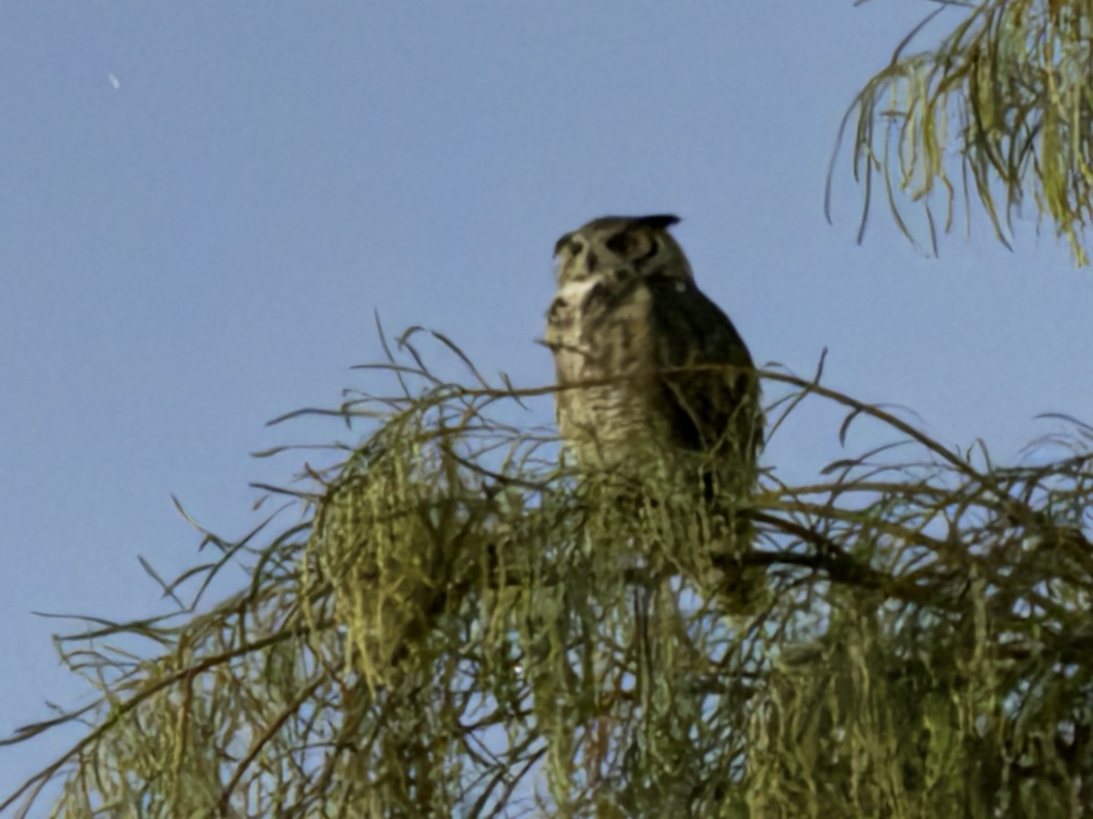 Great Horned Owl - Dennis Wolter