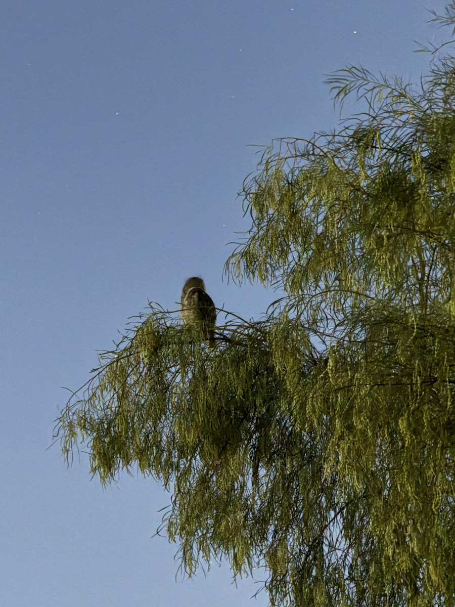 Great Horned Owl - Dennis Wolter