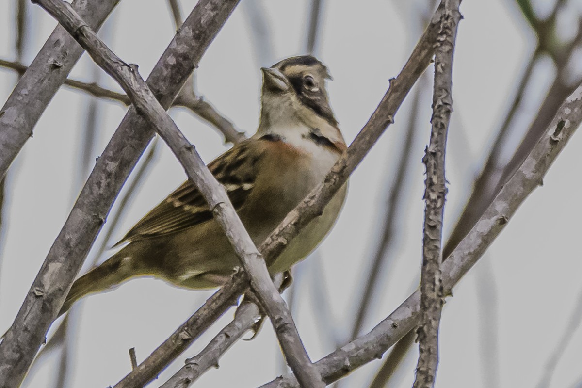 Rufous-collared Sparrow - Amed Hernández