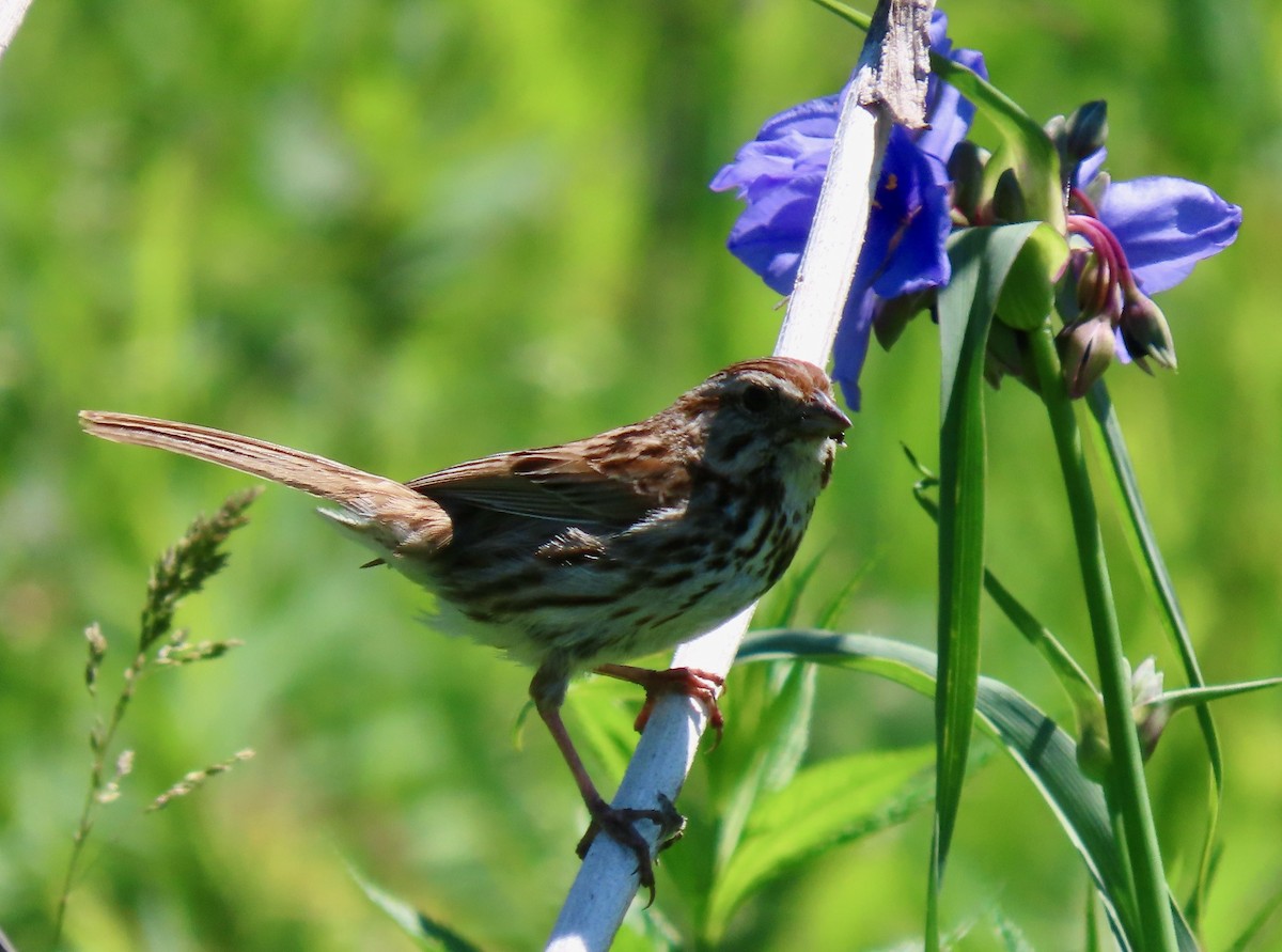 Song Sparrow - Randy Shonkwiler