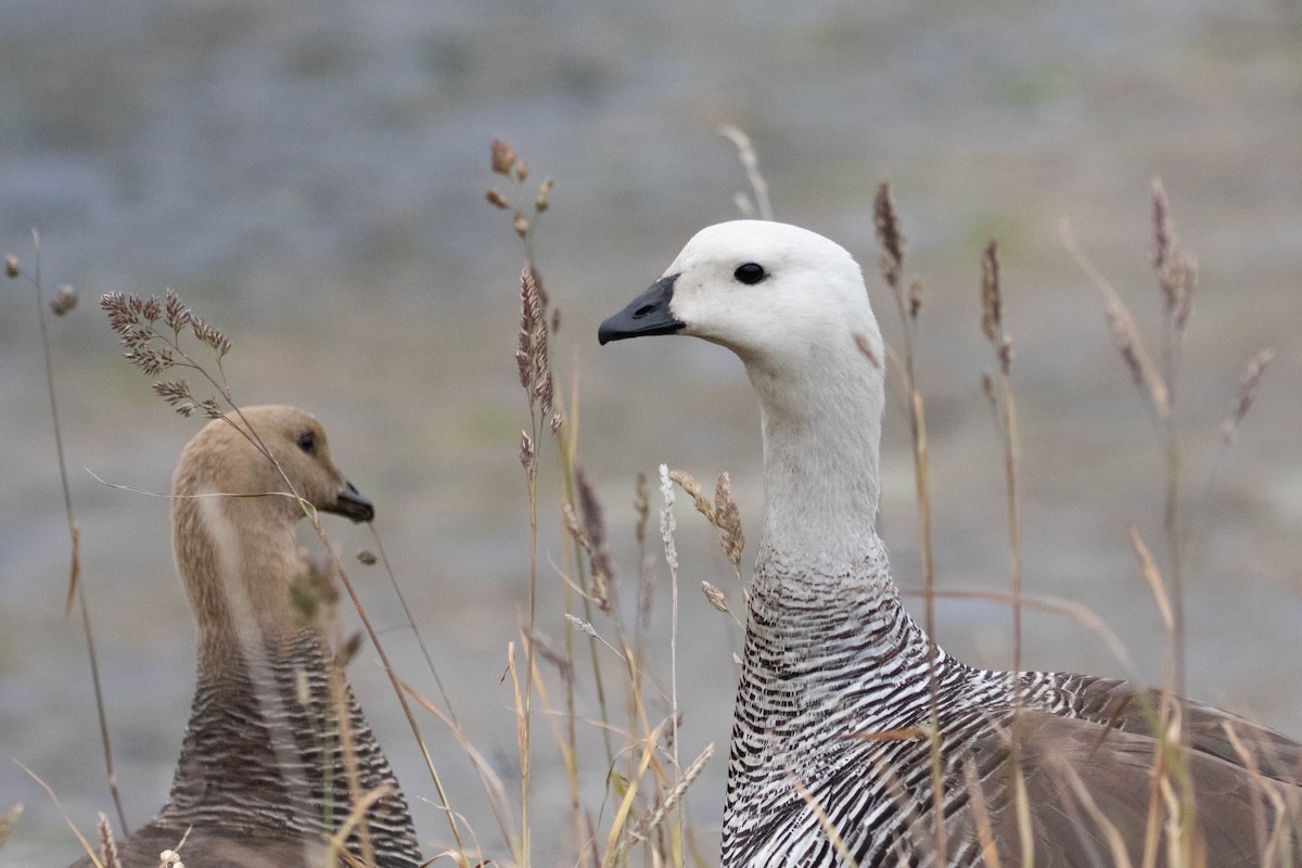 Upland Goose - Denis Corbeil