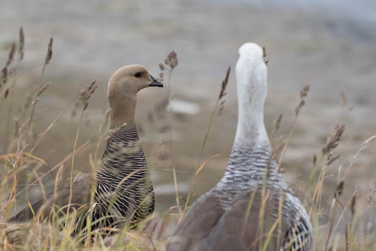 Upland Goose - Denis Corbeil