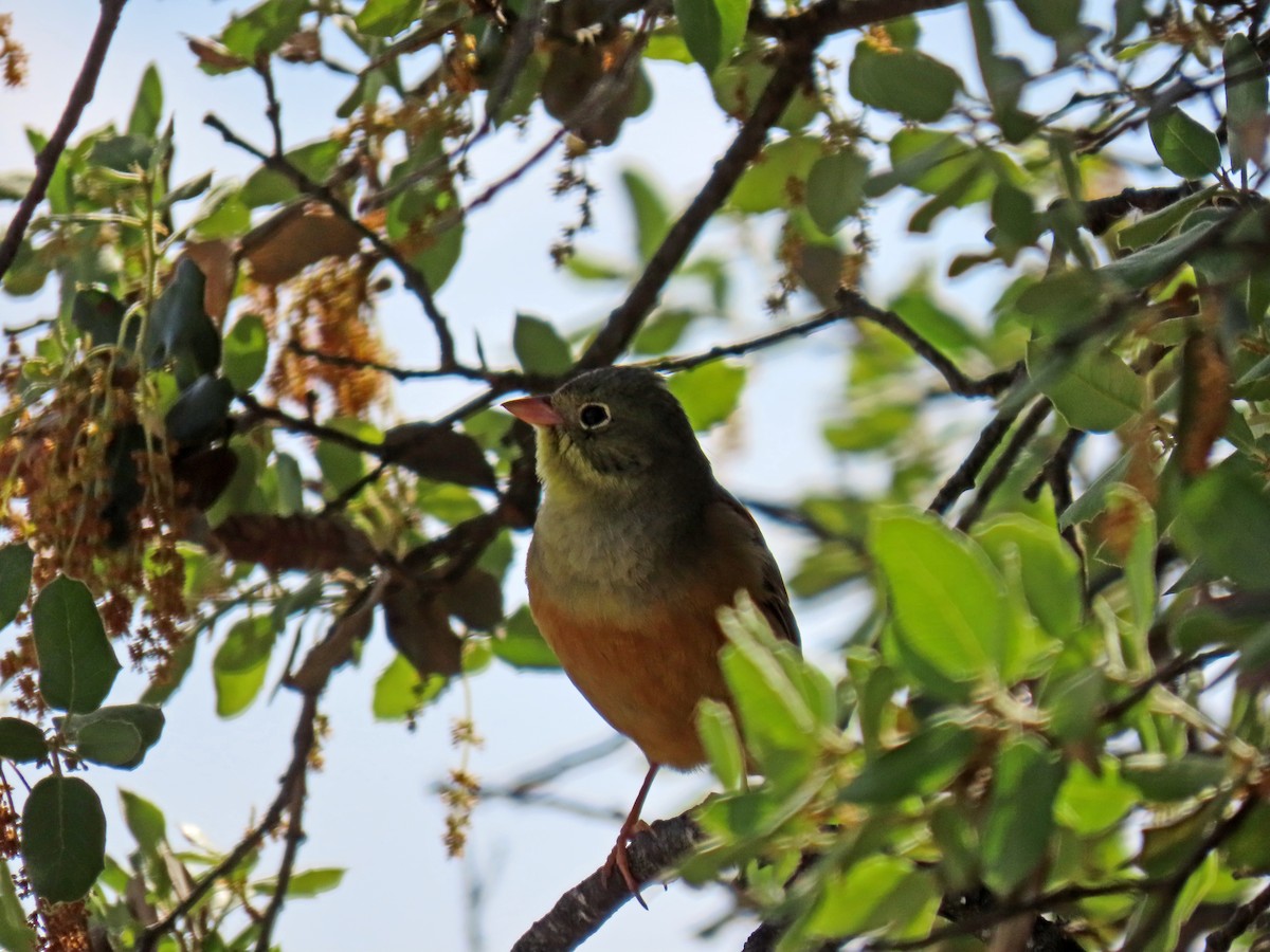 Ortolan Bunting - Francisco Javier Calvo lesmes