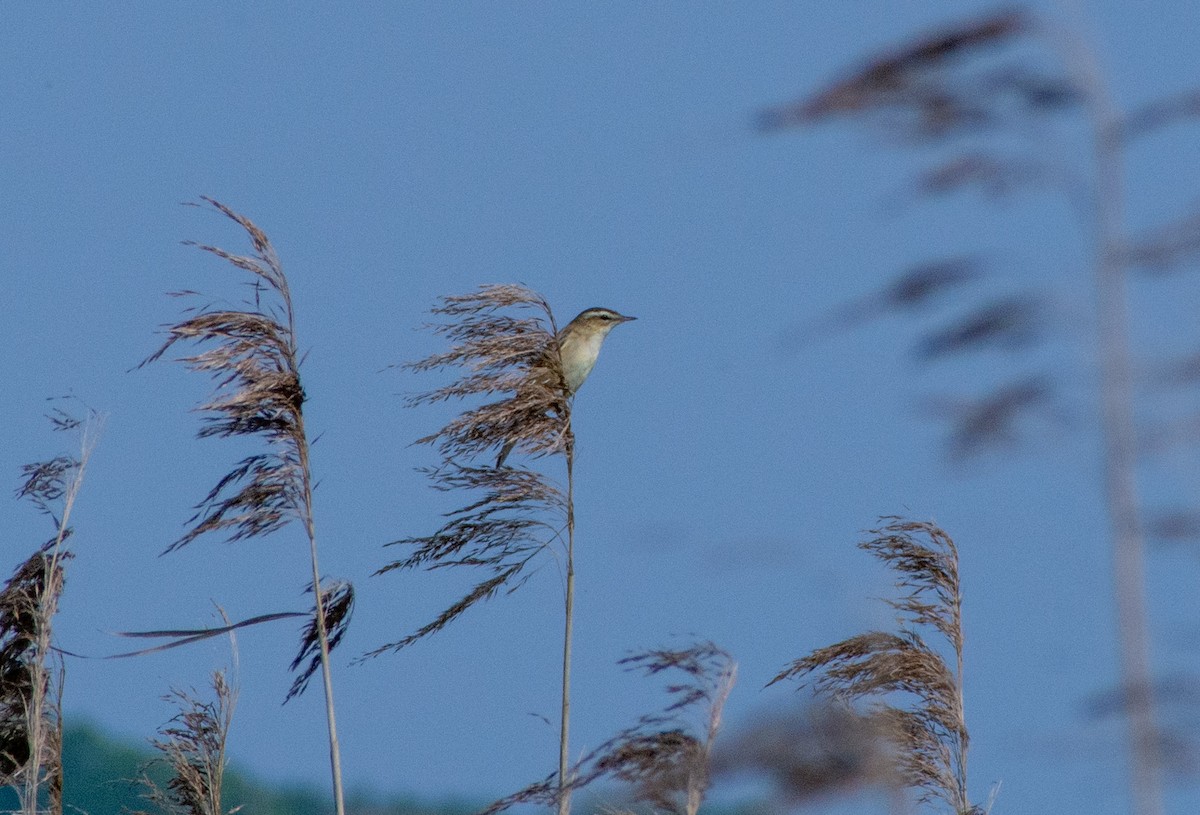 Sedge Warbler - Filip Camps