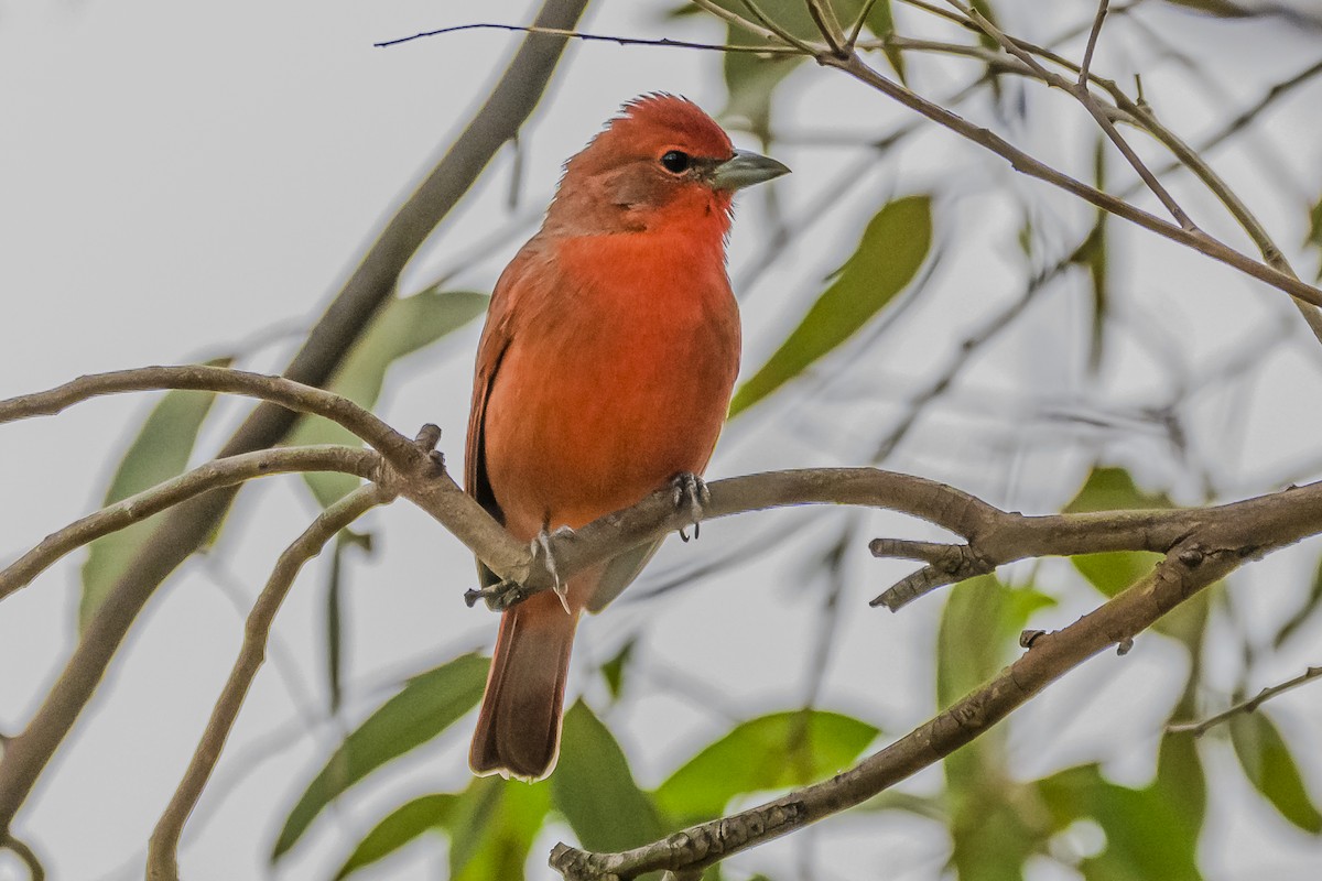 Hepatic Tanager - Amed Hernández