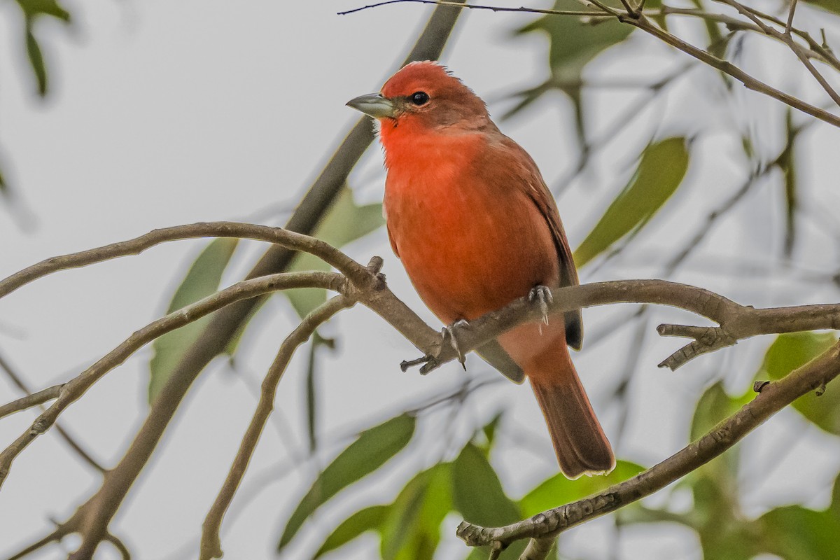 Hepatic Tanager - Amed Hernández