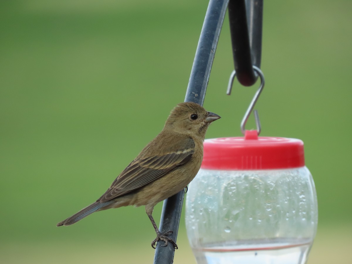 Lazuli Bunting - Tom Curtis