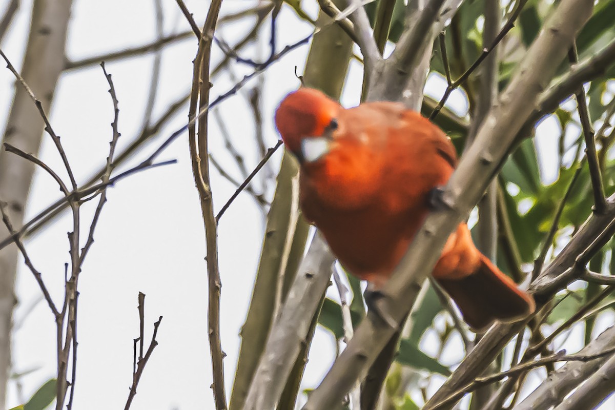 Hepatic Tanager - Amed Hernández