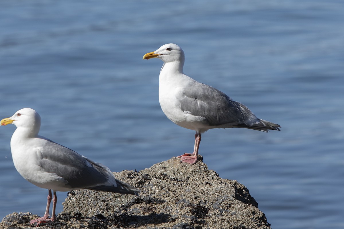 Glaucous-winged Gull - Andrew Lee