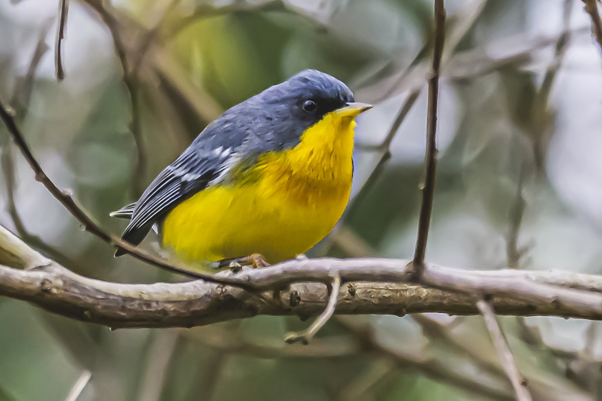 Tropical Parula - Amed Hernández