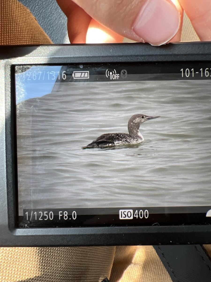 Red-throated Loon - Elle Plasse