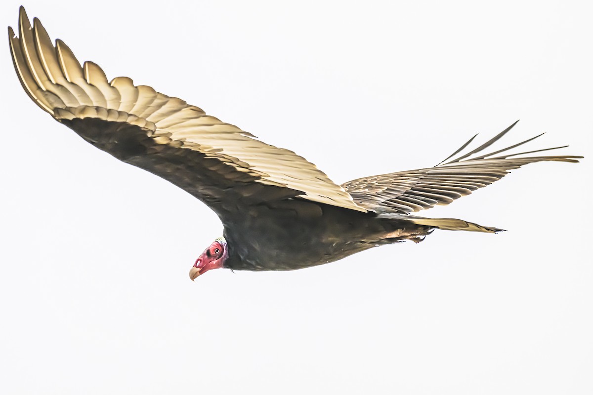 Turkey Vulture - ML619622786