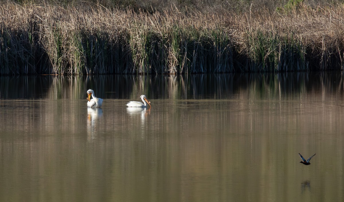 American White Pelican - Charles Dodd