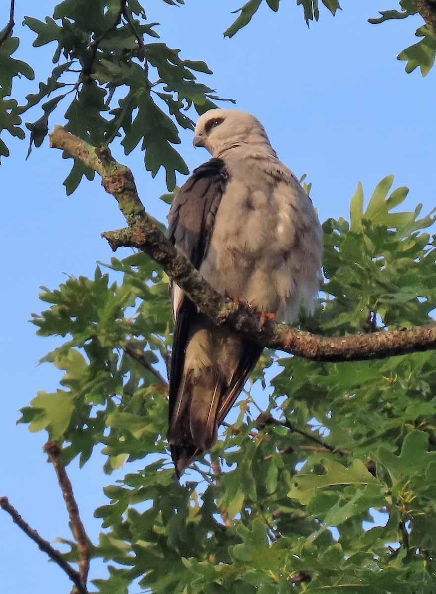 Mississippi Kite - Joan Mashburn