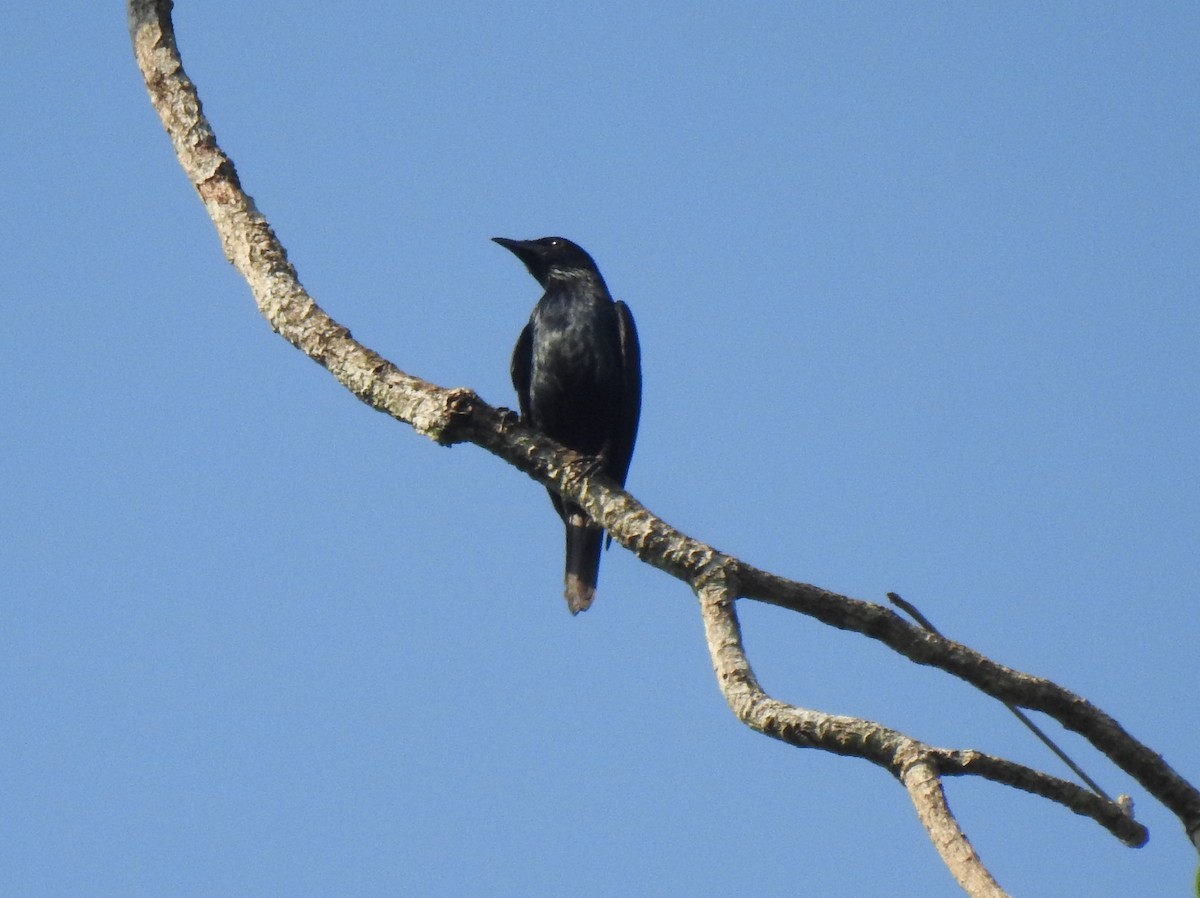 Asian Glossy Starling - Prabhudatta Bal