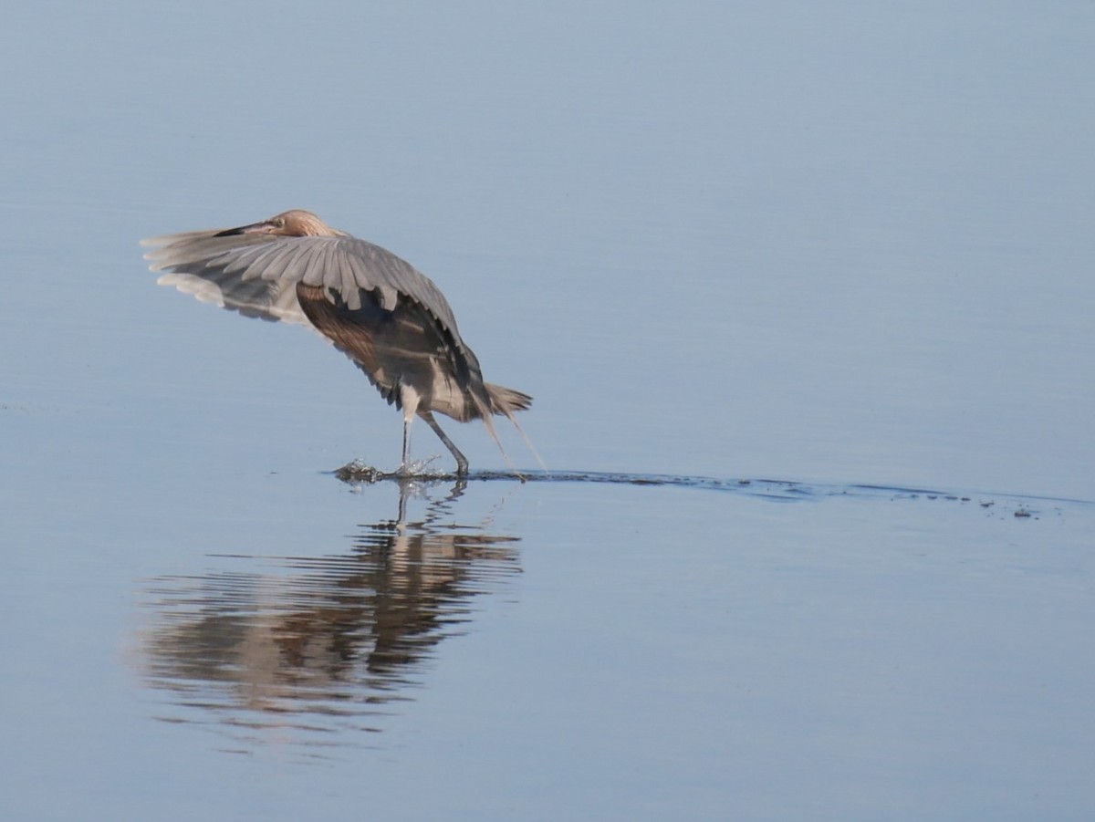 Reddish Egret - ML619622804