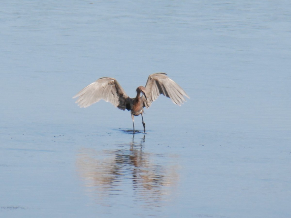 Reddish Egret - ML619622805