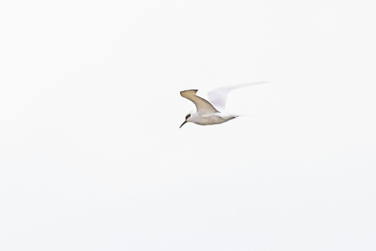 Snowy-crowned Tern - Amed Hernández