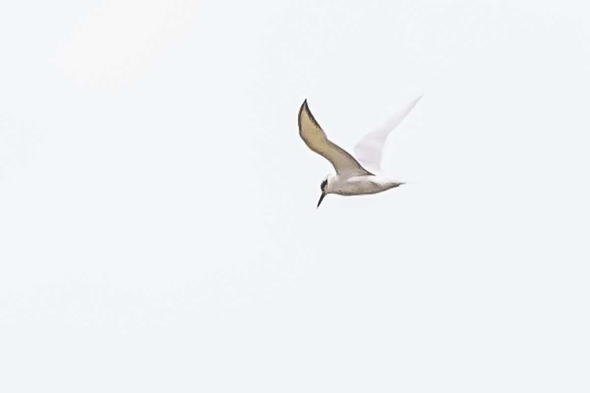 Snowy-crowned Tern - Amed Hernández