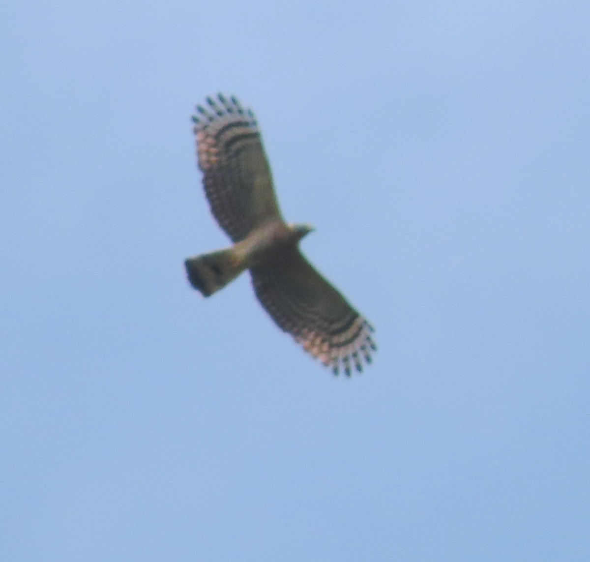 Hook-billed Kite - ML619622814