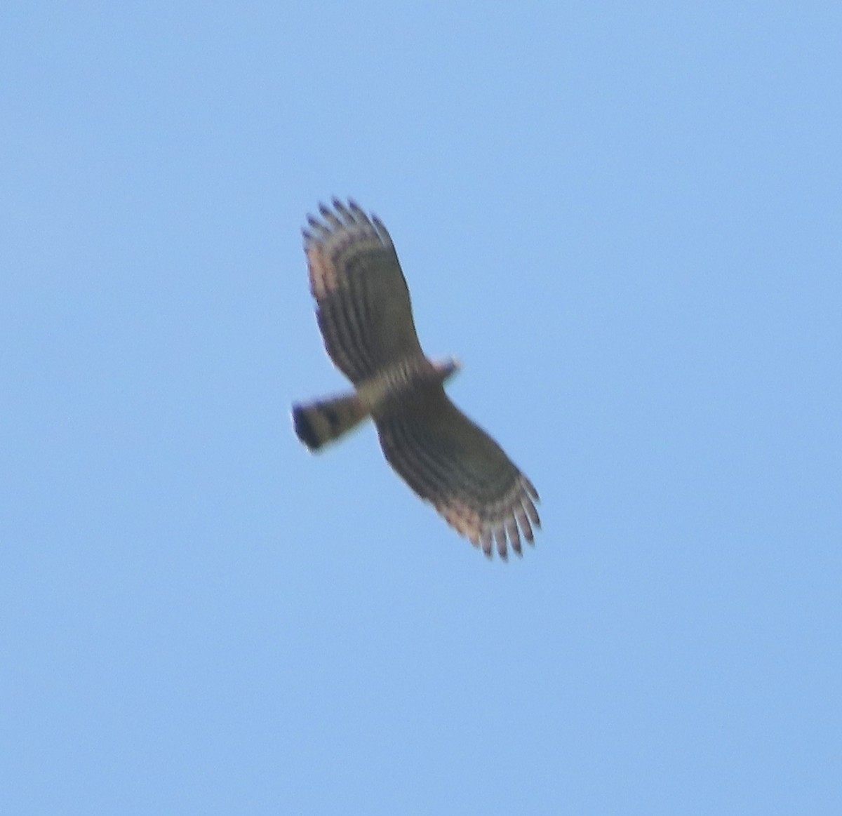 Hook-billed Kite - ML619622816