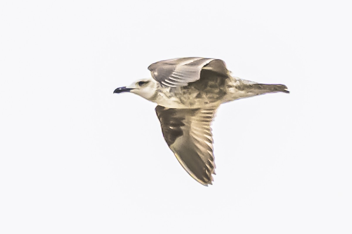 Kelp Gull - Amed Hernández