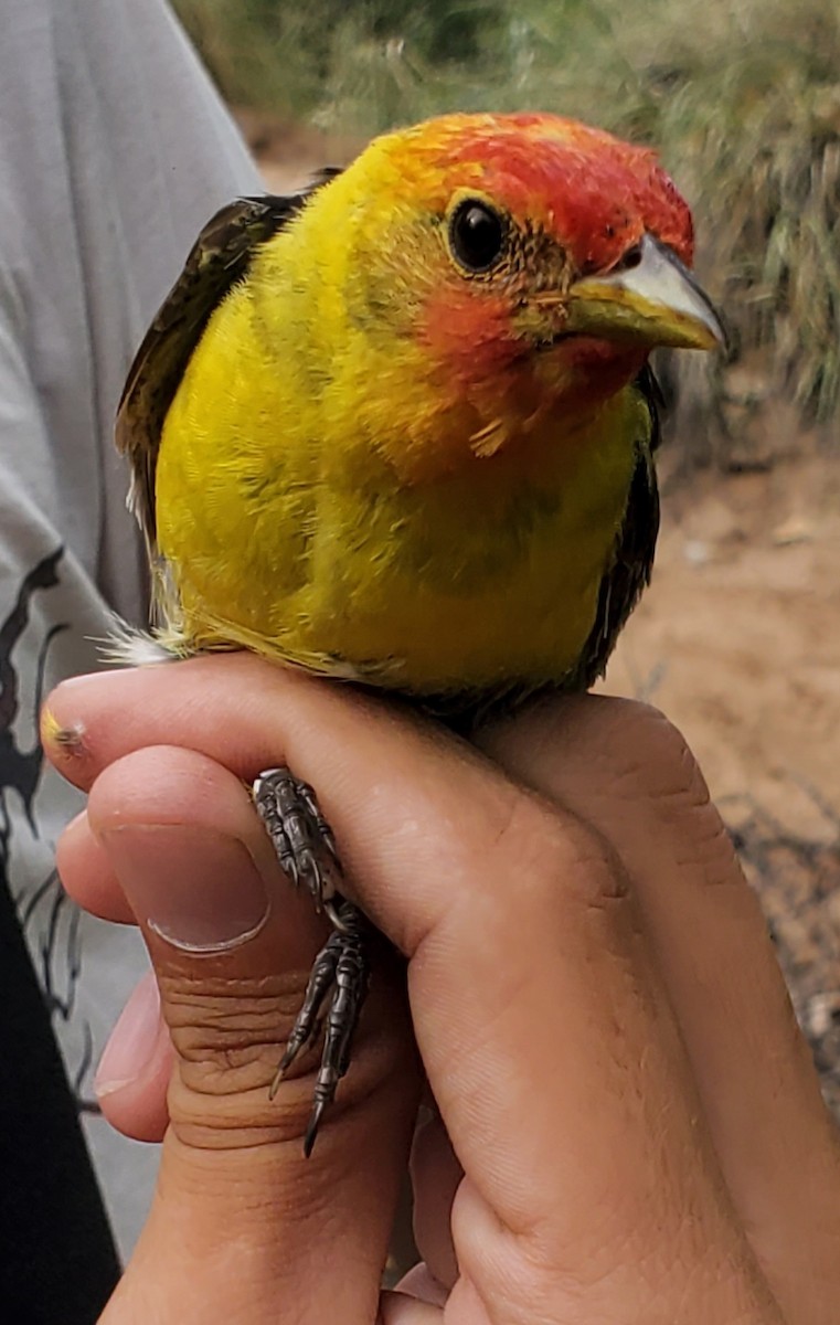 Western Tanager - Nancy Cox