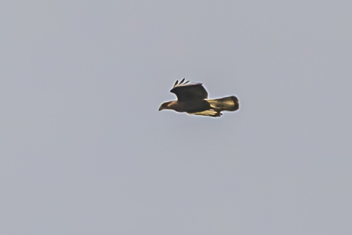 Crested Caracara - Amed Hernández