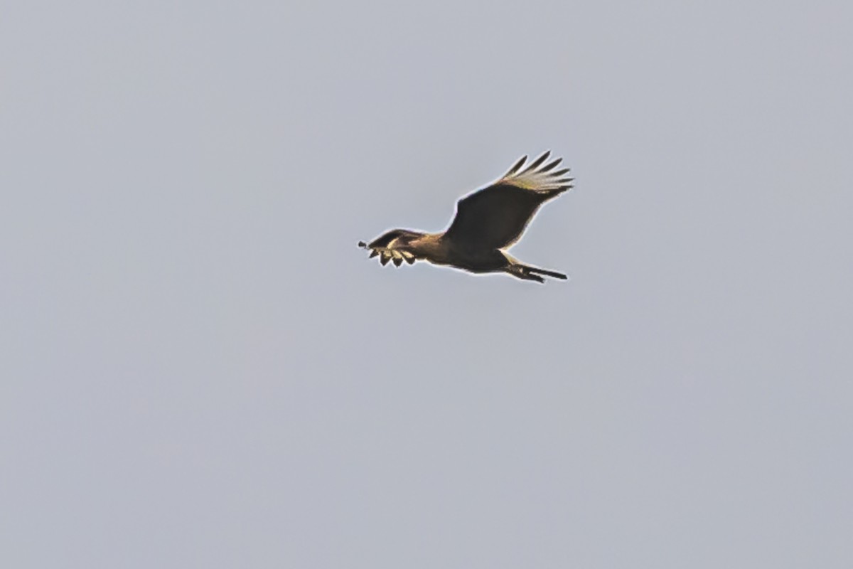 Crested Caracara - Amed Hernández