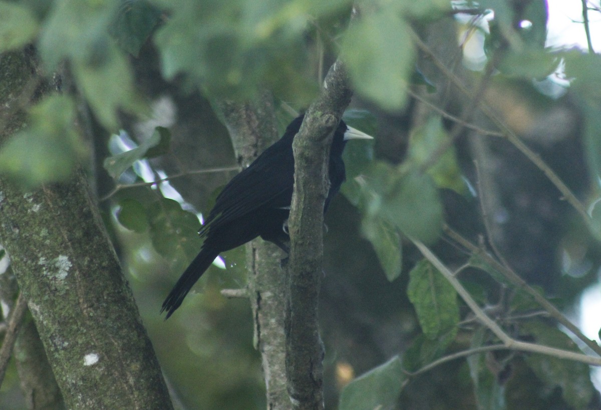 Solitary Black Cacique - Pedro Dias