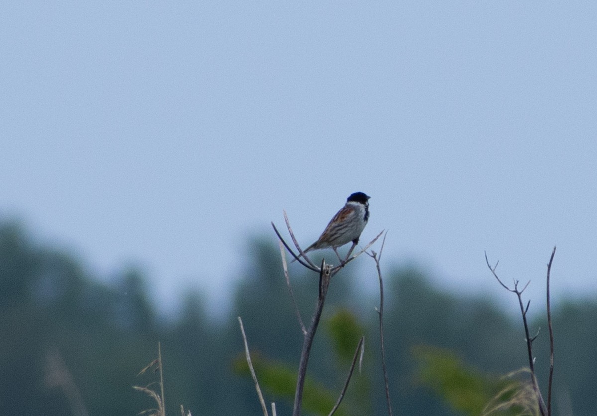 Reed Bunting - ML619622827