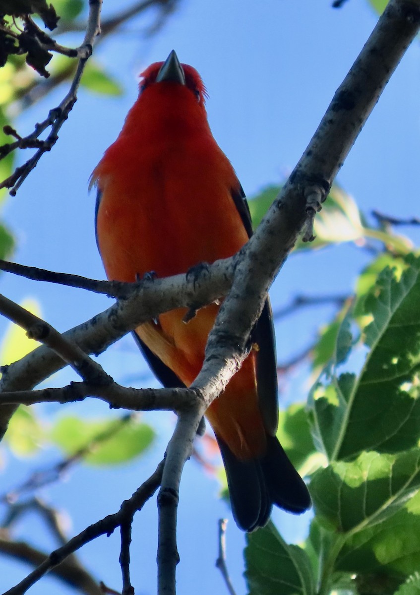 Scarlet Tanager - Randy Shonkwiler