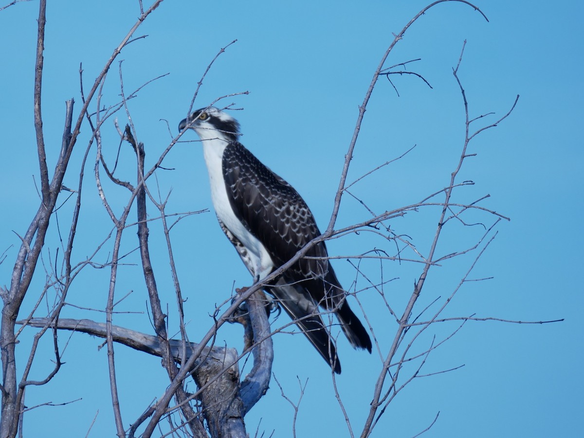 Osprey - Ayelet  Lavee