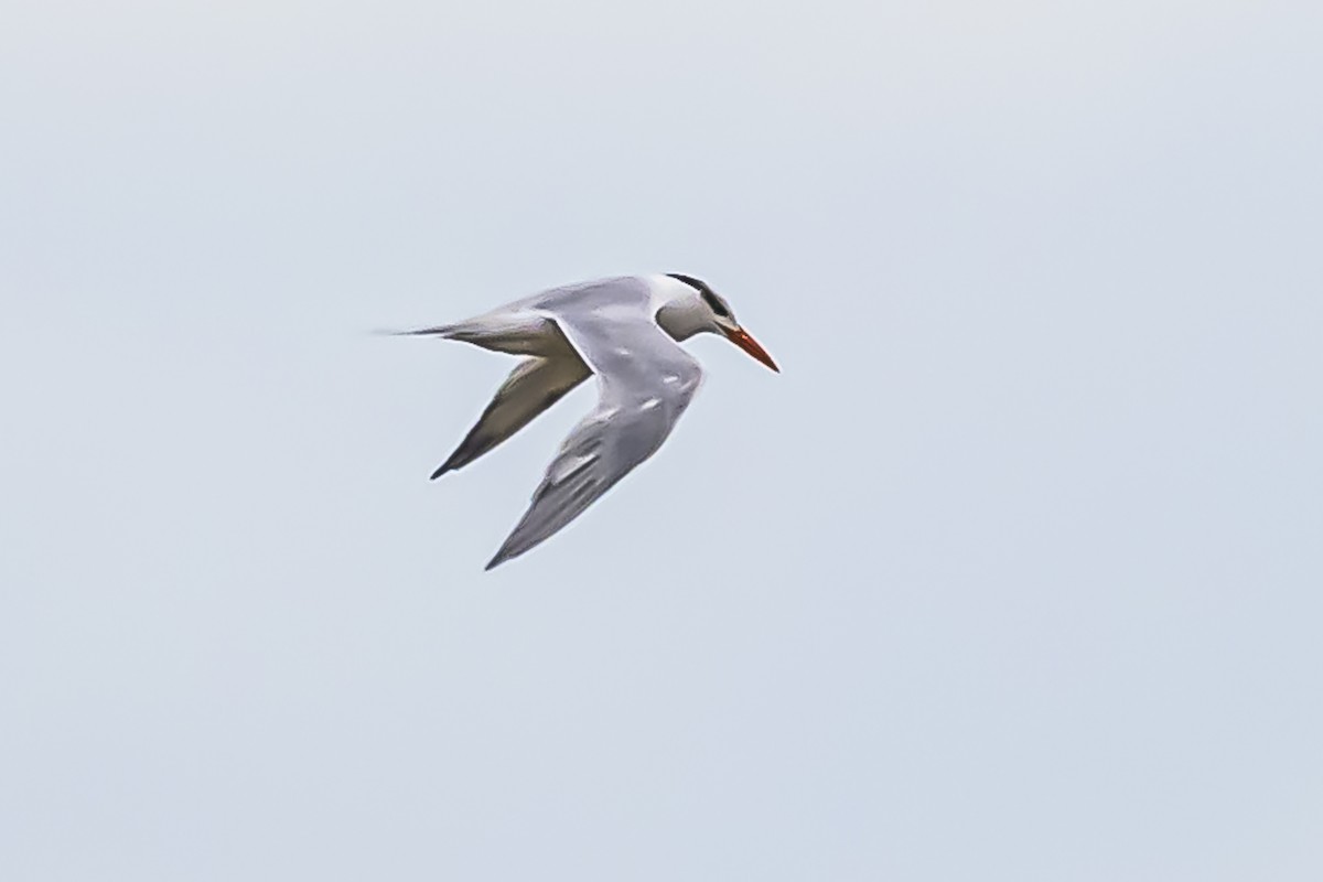 Royal Tern - Amed Hernández